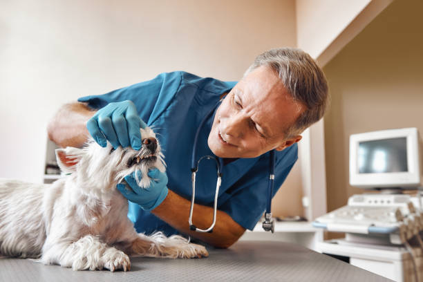 Best 24-Hour Emergency Dentist in Wormleysburg, PA